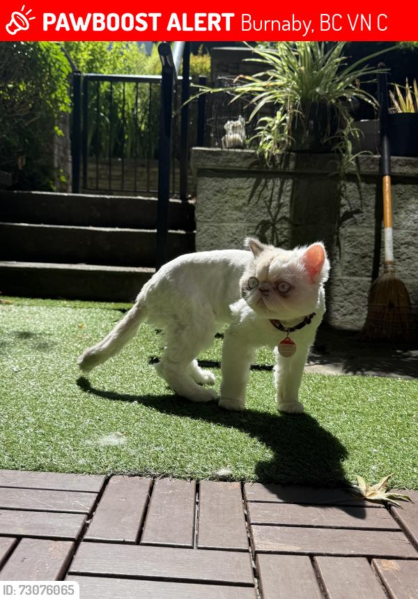 Lost Male Cat last seen Byrnepark drive, southwhynde ave, Southpoint drive, , Burnaby, BC V3N 5C6