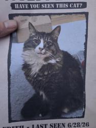 Lost Female Cat last seen Near Malibu Dr se lacey wa, Lacey, WA 98503