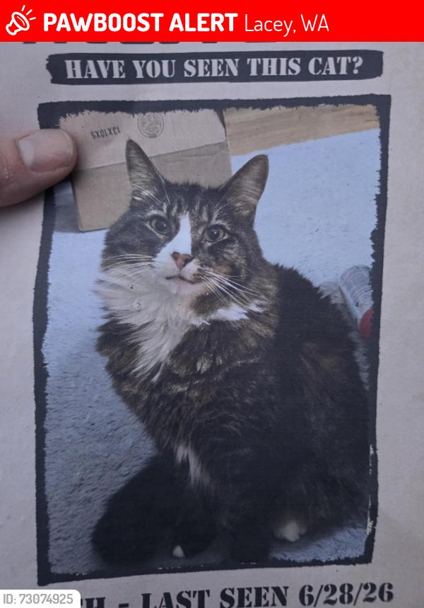 Lost Female Cat last seen Near Malibu Dr se lacey wa, Lacey, WA 98503