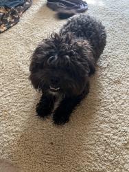 Reunited Male Dog last seen Garnett and 81st, Broken Arrow, OK 74012