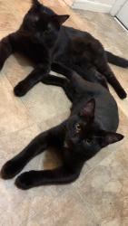 Lost Male Cat last seen Thor, ray, Hartson , Spokane, WA 99202