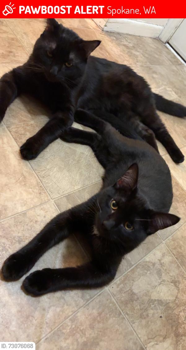 Lost Male Cat last seen Thor, ray, Hartson , Spokane, WA 99202