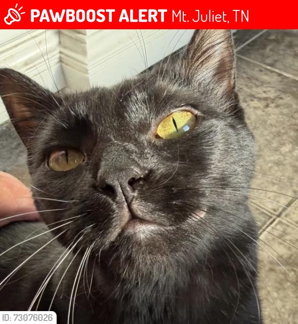Lost Female Cat last seen Near block of Parrish Place, Mt. Juliet, Mt. Juliet, TN 37122