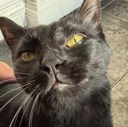 Lost Female Cat last seen Near block of Parrish Place, Mt. Juliet, Mt. Juliet, TN 37122