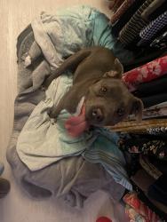 Found/Stray Female Dog last seen Greg Rogers Park, Chula Vista, CA 91911