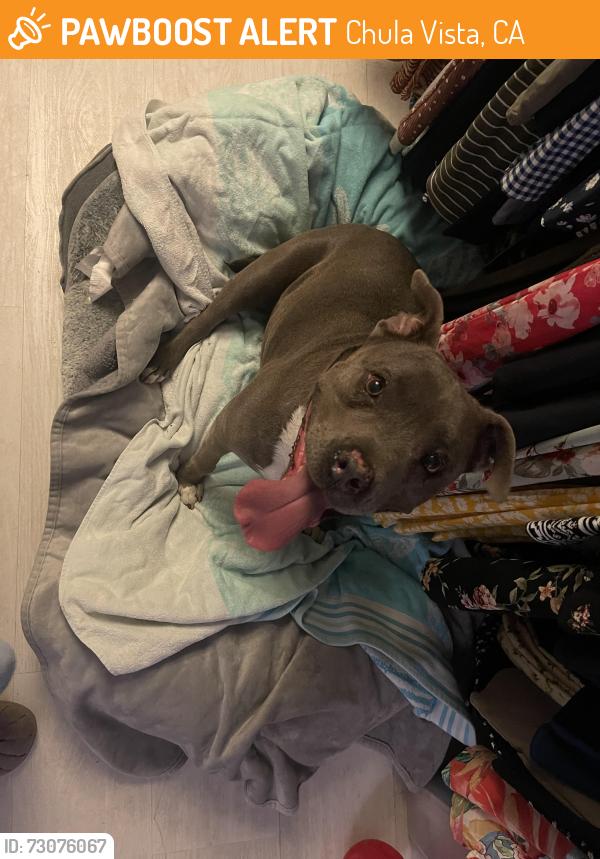 Found/Stray Female Dog last seen Greg Rogers Park, Chula Vista, CA 91911