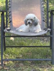 Reunited Female Dog last seen Magnolia Blvd & Hwy 54 , Lutz, FL 33559