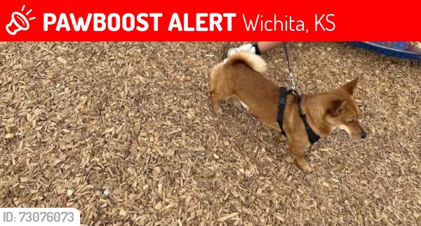 Lost Male Dog last seen Harry & cranbrook, Wichita, KS 67207