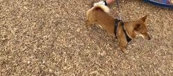 Lost Male Dog last seen Harry & cranbrook, Wichita, KS 67207