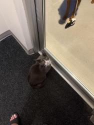 Found/Stray Unknown Cat last seen Near S Marion Rd and it’s the apmts over by the auto parts store. Found in the Equestrian complex by the dumpster near the garage ramp, Sioux Falls, SD 57106