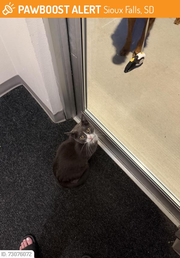 Found/Stray Unknown Cat last seen Near S Marion Rd and it’s the apmts over by the auto parts store. Found in the Equestrian complex by the dumpster near the garage ramp, Sioux Falls, SD 57106