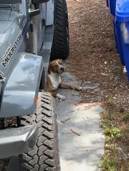 Found/Stray Unknown Dog last seen By Rubell Museum, Miami, FL 33127