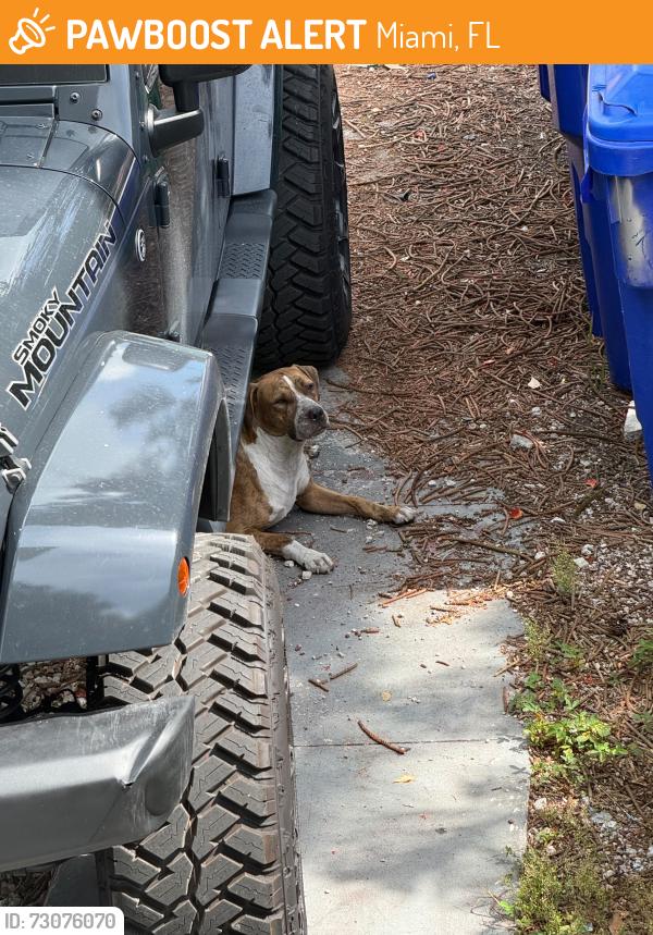 Found/Stray Unknown Dog last seen By Rubell Museum, Miami, FL 33127