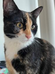 Reunited Female Cat last seen Abbottswood Dr Rancho Palos Verdes, Rancho Palos Verdes, CA 90275
