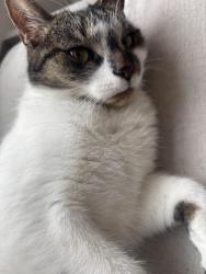 Lost Female Cat last seen Elm st 201, Berks County, PA 19606