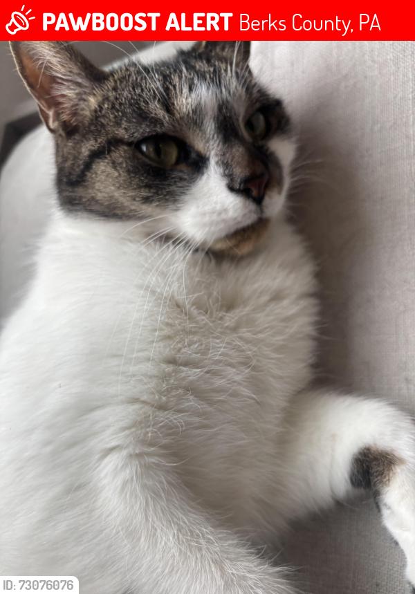 Lost Female Cat last seen Elm st 201, Berks County, PA 19606