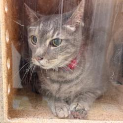 Shelter Stray Male Cat last seen , Animal Care & Control Team of Philly, 111 W Hunting Park Ave, Philadelphia, PA 19140, USA