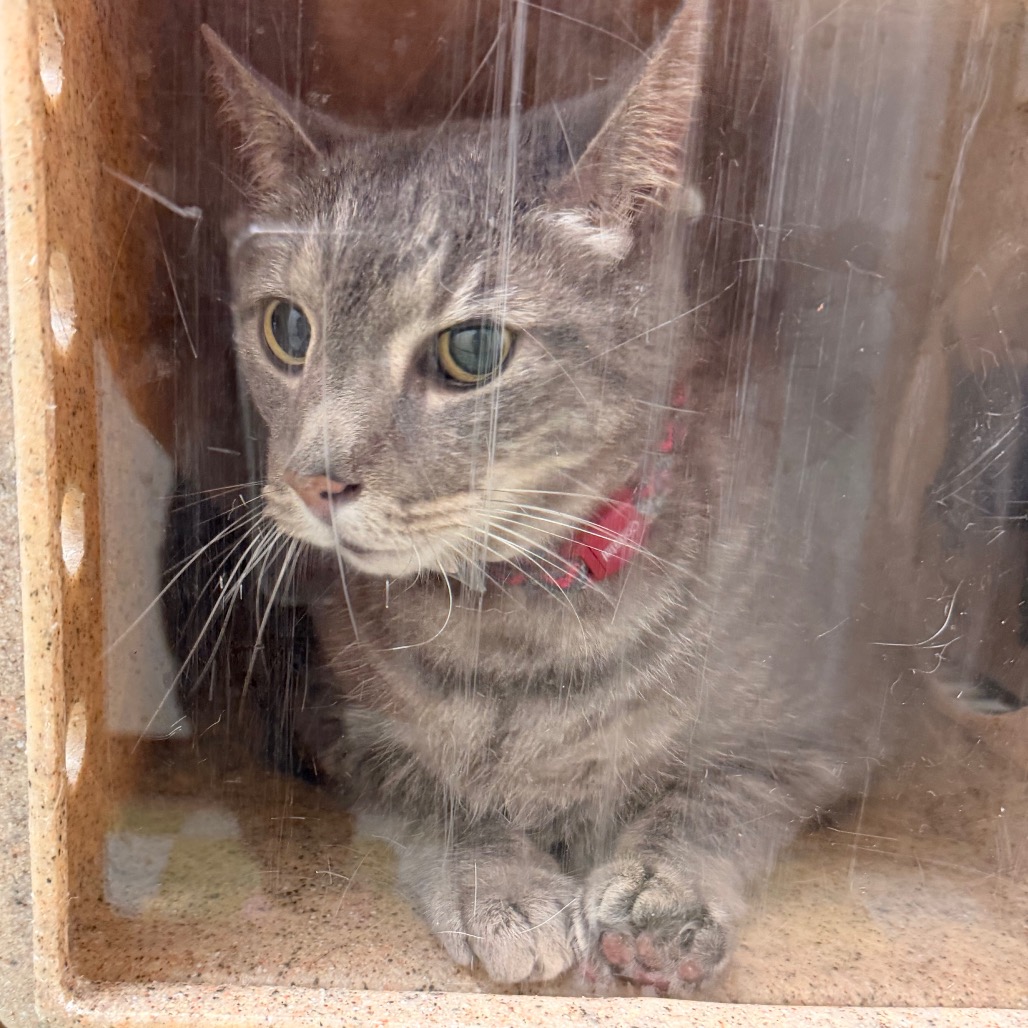 Shelter Stray Male Cat last seen , Animal Care & Control Team of Philly, 111 W Hunting Park Ave, Philadelphia, PA 19140, USA