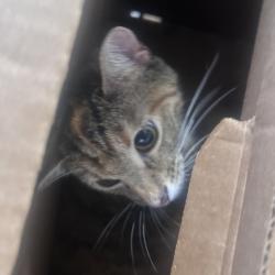 Shelter Stray Unknown Cat last seen , Animal Care & Control Team of Philly, 111 W Hunting Park Ave, Philadelphia, PA 19140, USA