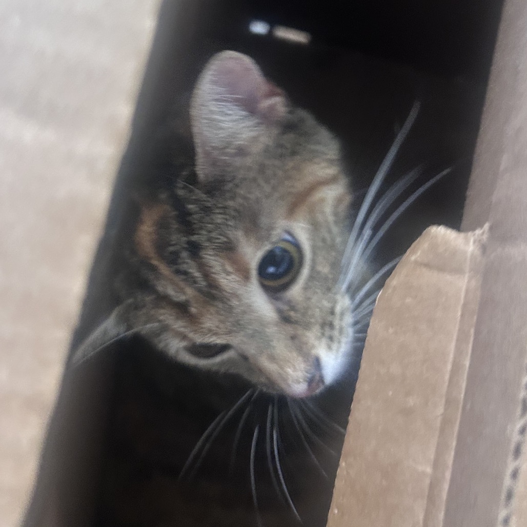 Shelter Stray Unknown Cat last seen , Animal Care & Control Team of Philly, 111 W Hunting Park Ave, Philadelphia, PA 19140, USA