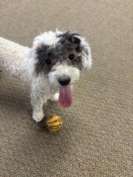 Found/Stray Female Dog last seen Abq, Albuquerque, NM 87104