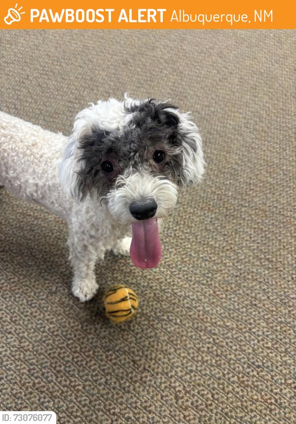Found/Stray Female Dog last seen Abq, Albuquerque, NM 87104