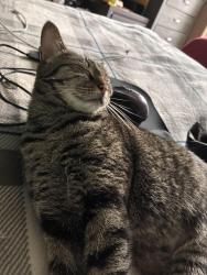 Reunited Female Cat last seen Near Steinbeck Dr near a Starbucks and Wendy's., Raleigh, NC 27609