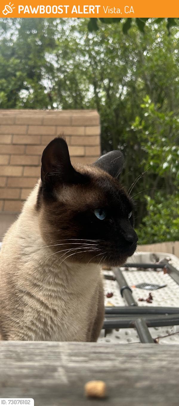 Found/Stray Unknown Cat last seen Shadow ridge dr, Vista, CA 92081