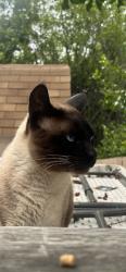 Found/Stray Unknown Cat last seen Shadow ridge dr, Vista, CA 92081