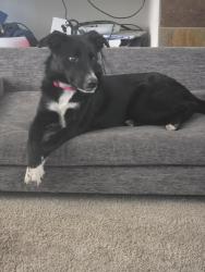 Lost Female Dog last seen Escaped the back yard, Aurora, CO 80018