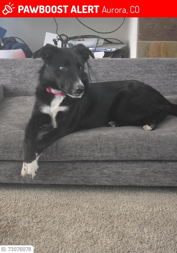 Lost Female Dog last seen Escaped the back yard, Aurora, CO 80018