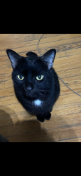 Lost Male Cat last seen State st, Schenectady, NY 12304