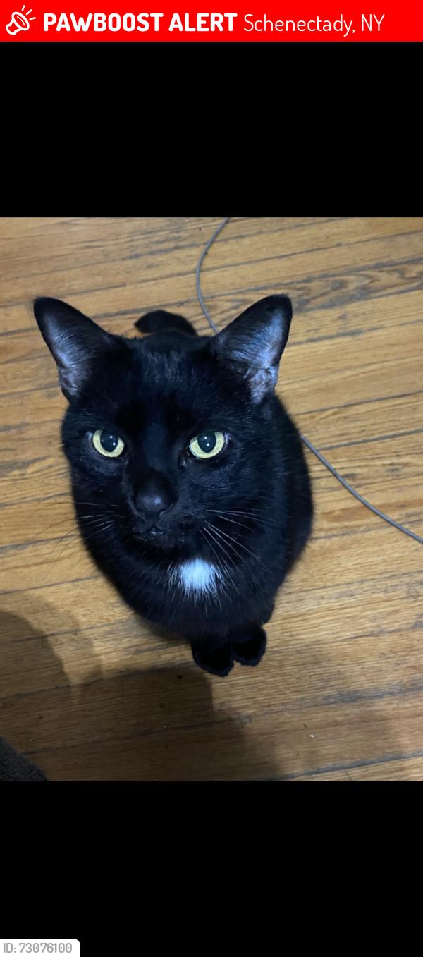 Lost Male Cat last seen State st, Schenectady, NY 12304