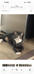 Reunited Male Cat last seen Dusty daylight & crescent moon, Henderson, NV 89052