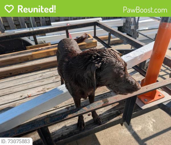 Reunited Male Dog last seen Near Louisiana Ave, Lynn Haven, FL 32444