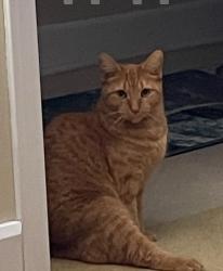 Lost Female Cat last seen Fitting Ave, Bellville, Ohio, Bellville, OH 44813