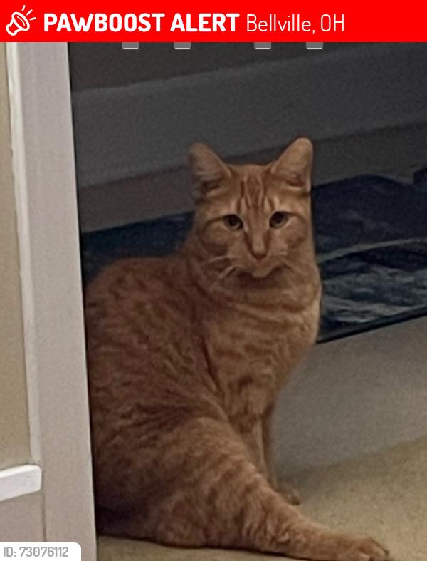 Lost Female Cat last seen Fitting Ave, Bellville, Ohio, Bellville, OH 44813