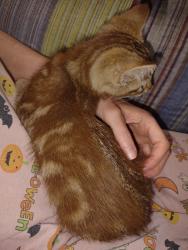 Found/Stray Female Cat last seen Cornwell, Yukon, OK 73099