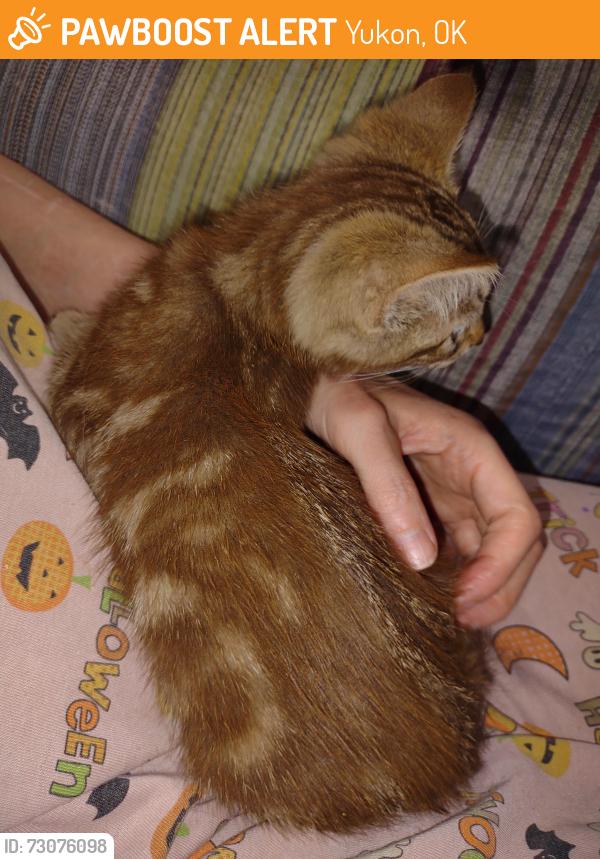 Found/Stray Female Cat last seen Cornwell, Yukon, OK 73099