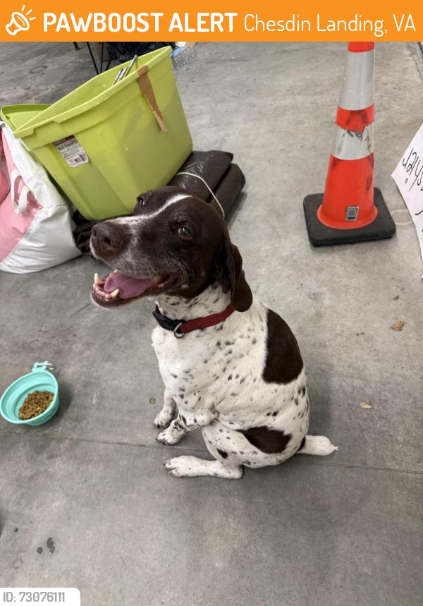 Found/Stray Male Dog last seen Chesdin Landing Parkway and Chesdin Shires Dr, Chesdin Landing, VA 23838