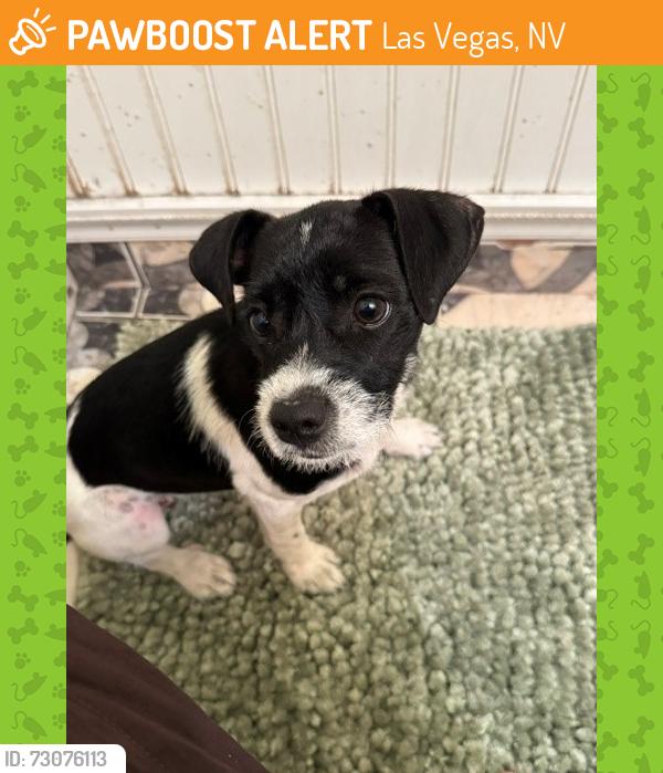 Found/Stray Female Dog last seen alexander, Las Vegas, NV 89115