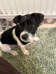 Found/Stray Female Dog last seen alexander, Las Vegas, NV 89115