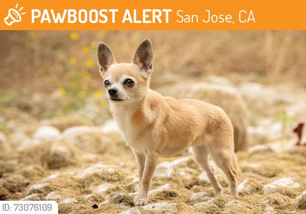 Found/Stray Unknown Dog last seen Near S White Rd, San Jose, CA 95127, San Jose, CA 95127