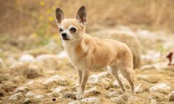 Found/Stray Unknown Dog last seen Near S White Rd, San Jose, CA 95127, San Jose, CA 95127