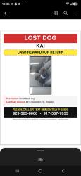 Reunited Male Dog last seen Clarendon rd and east 45th st Brooklyn , Brooklyn, NY 11203