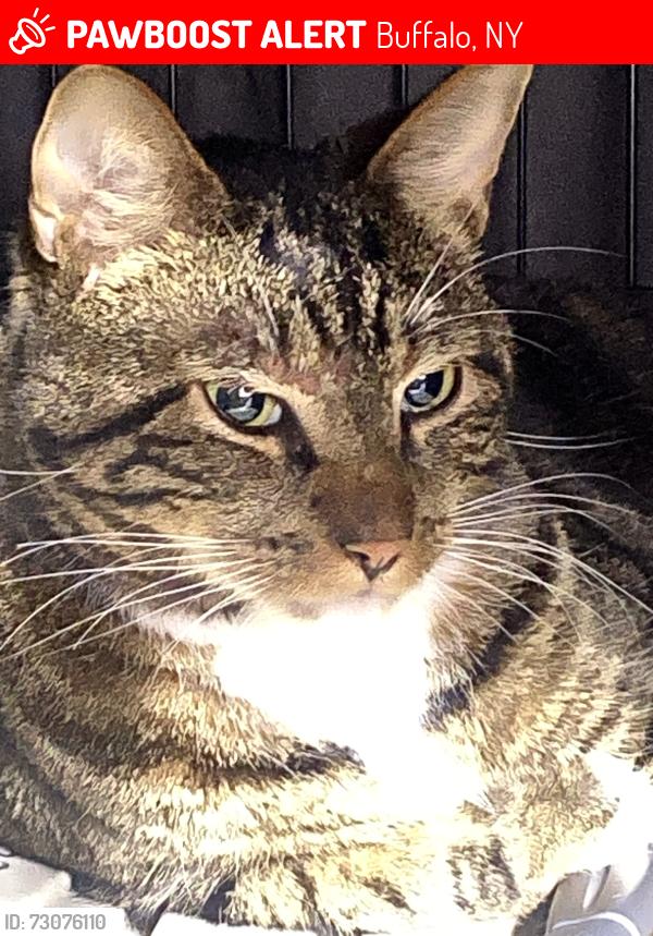 Lost Male Cat last seen Connecticut st. Armory, Buffalo, NY 14213