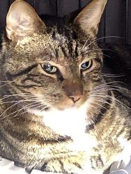 Lost Male Cat last seen Connecticut st. Armory, Buffalo, NY 14213