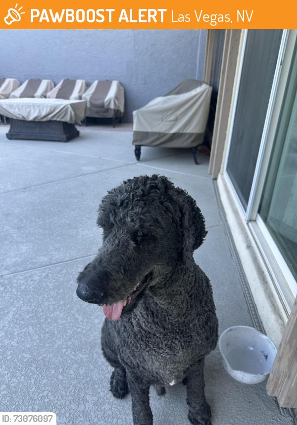 Found/Stray Male Dog last seen Rainbow and Ann Road, Las Vegas, NV 89130