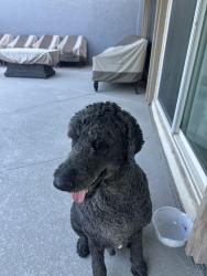 Found/Stray Male Dog last seen Rainbow and Ann Road, Las Vegas, NV 89130