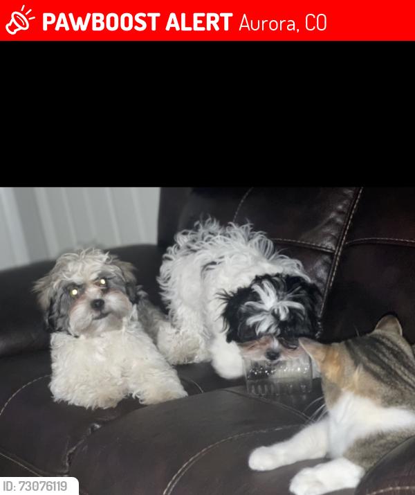 Lost Male Dog last seen Potomac and Mississippi, Aurora, CO 80011